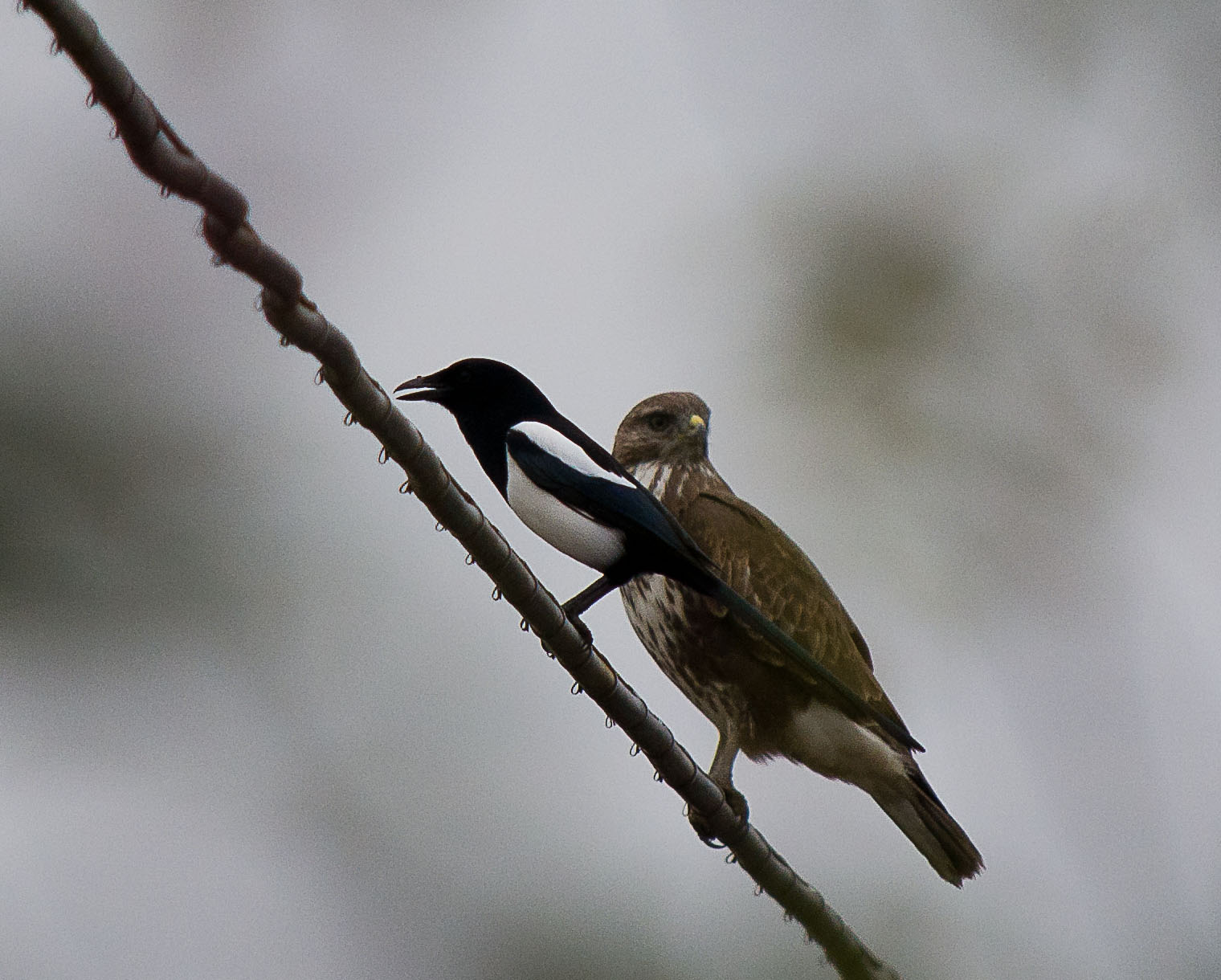 Avifauna humor